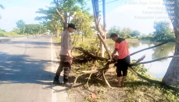 Pohon Tumbang Tutup Jalur Lamongan–Gresik, Polisi dan Warga Bergerak Cepat