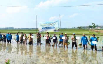 Tanam Padi Bareng TNI, Petani Prijekngablak Lamongan Siap Panen Melimpah