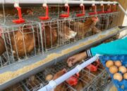 Pemkab Bojonegoro Gaspol, Program Ayam Petelur Diperkuat Pendampingan