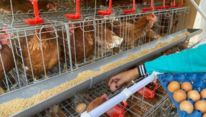 Pemkab Bojonegoro Gaspol, Program Ayam Petelur Diperkuat Pendampingan
