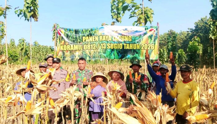 TNI Polri dan Warga Panen Jagung Bersama di Lamongan, Suasananya Meriah