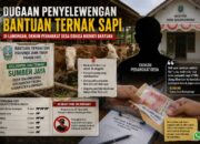 Dugaan Penyimpangan Bantuan Sapi Muncul di Lamongan, Kades Ikut Terima