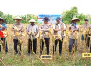 Panen Jagung Serentak 2026, Polres Bojonegoro Gandeng Petani dan Forkopimcam
