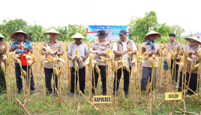 Panen Jagung Serentak 2026, Polres Bojonegoro Gandeng Petani dan Forkopimcam