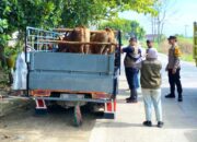 Cegah PMK dan LSD, Petugas Periksa Ternak di Perbatasan Jombang-Lamongan