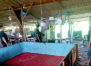 Ironi Pemberantasan Judi, Arena Sabung Ayam di Lamongan Disebut Tetap Hidup