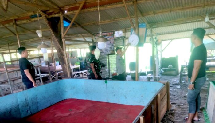 Ironi Pemberantasan Judi, Arena Sabung Ayam di Lamongan Disebut Tetap Hidup