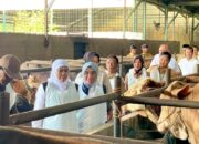 Harga Sapi Kurban Naik, Peternak Bojonegoro Ketiban Rezeki Jelang Idul Adha