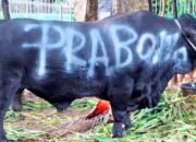 Presiden Prabowo Bagikan 1.098 Sapi Kurban ke Seluruh Indonesia