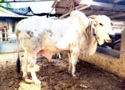 Dukungan untuk Peternak Lokal, Bupati Bojonegoro Kurbankan Sapi PO 612 Kg