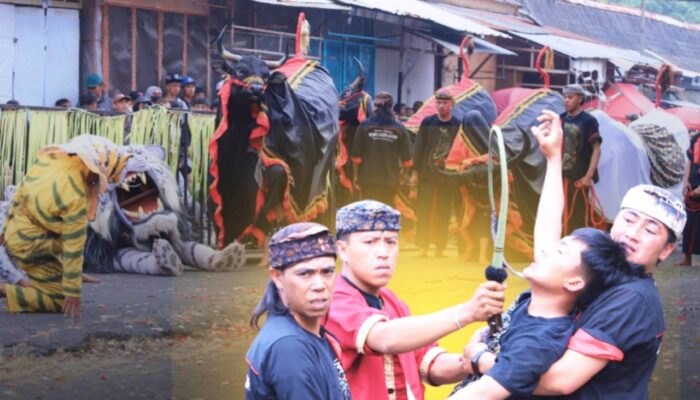 Songgoriti Kota Batu Bangkitkan Warisan Leluhur Lewat Ngarak Banteng 1 Suro
