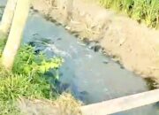 Lahan Pertanian di Mulyoagung Bojonegoro Terdampak, Warga Desak Pemerintah Cek Limbah Industri Tahu