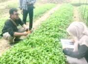 Varietas Python 4 Jadi Primadona, Stok Benih Tembakau Gratis di Bojonegoro Nyaris Habis