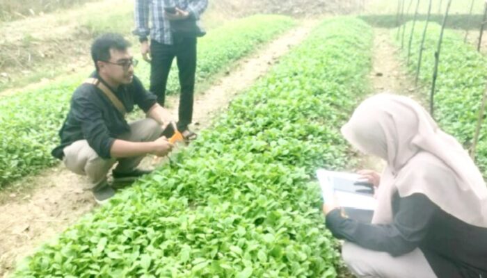 Varietas Python 4 Jadi Primadona, Stok Benih Tembakau Gratis di Bojonegoro Nyaris Habis