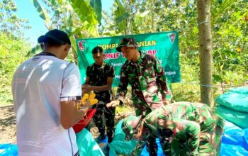 Dukung Program Nasional, Yonif TP 885 Belibis Putih Terjun Langsung Panen Jagung di Bojonegoro