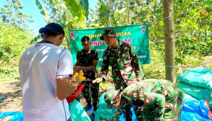Dukung Program Nasional, Yonif TP 885 Belibis Putih Terjun Langsung Panen Jagung di Bojonegoro