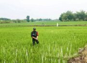 Koramil Karangbinangun Lamongan Kawal Pertanian, Petani Merasa Terbantu