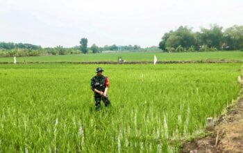Koramil Karangbinangun Lamongan Kawal Pertanian, Petani Merasa Terbantu