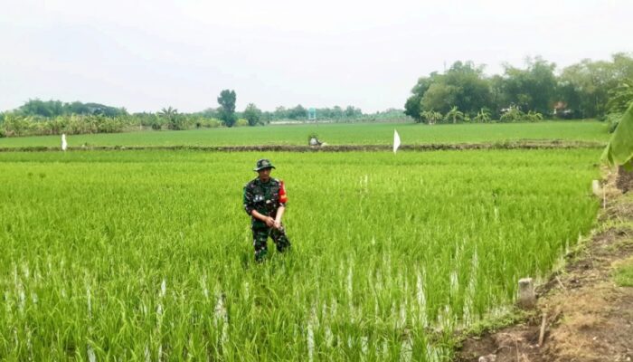 Koramil Karangbinangun Lamongan Kawal Pertanian, Petani Merasa Terbantu
