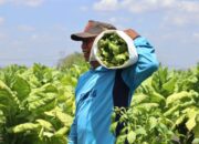 Sekolah Lapang Tembakau, Petani Bojonegoro Siap Tingkatkan Produksi