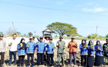 Petani Mendogo Ngimbang Lamongan Dapat Suntikan Semangat, Tembakau Manilo Mulai Ditanam