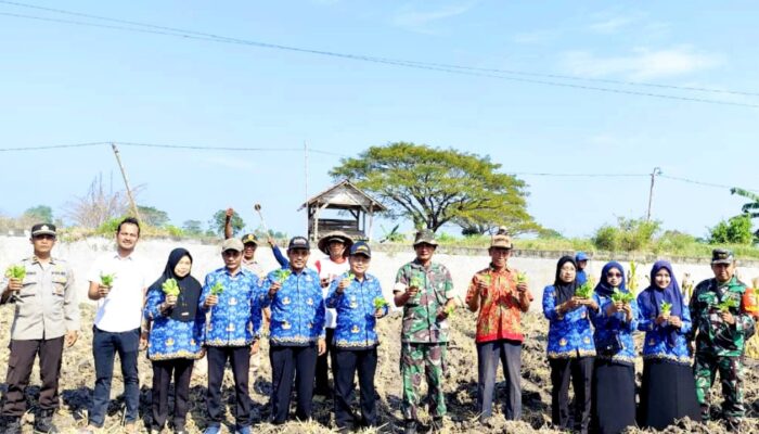 Petani Mendogo Ngimbang Lamongan Dapat Suntikan Semangat, Tembakau Manilo Mulai Ditanam