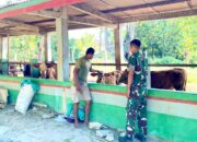 Kunjungi Peternak Lokal Bojonegoro, Prajurit Yonif TP 885 Serap Ilmu Beternak Sapi