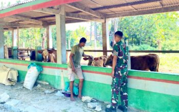 Kunjungi Peternak Lokal Bojonegoro, Prajurit Yonif TP 885 Serap Ilmu Beternak Sapi