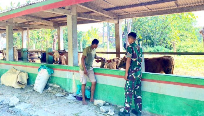 Kunjungi Peternak Lokal Bojonegoro, Prajurit Yonif TP 885 Serap Ilmu Beternak Sapi