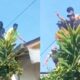 Korban Ditemukan Tanpa Busana, Kakek Terduga Pemerkosa Anak SD di Cakung Jakarta Akhirnya Ditangkap