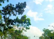 Bojonegoro Diprediksi Cerah hingga Malam, Ini Rincian Cuaca Lengkapnya
