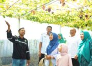 Bojonegoro Punya Wisata Petik Anggur Premium, Pacu Ekonomi dan Kelestarian Lingkungan