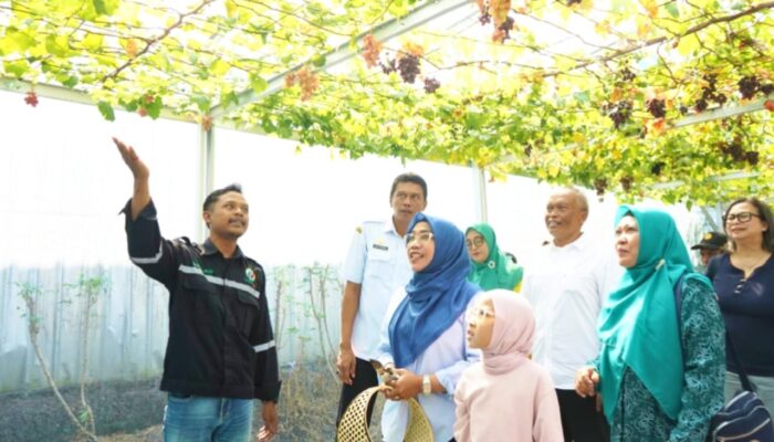Bojonegoro Punya Wisata Petik Anggur Premium, Pacu Ekonomi dan Kelestarian Lingkungan