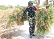 TMMD Bojonegoro Tak Hanya Bangun Infrastruktur, Babinsa Kesongo Turun Tangan Bantu Peternak