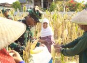 Momen Haru di Kesongo, Satgas TMMD 129 Bojonegoro Ringankan Beban Petani Jagung
