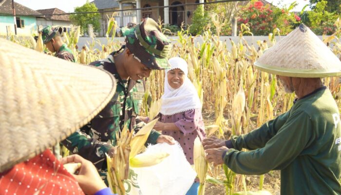 Momen Haru di Kesongo, Satgas TMMD 129 Bojonegoro Ringankan Beban Petani Jagung