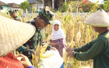 Momen Haru di Kesongo, Satgas TMMD 129 Bojonegoro Ringankan Beban Petani Jagung