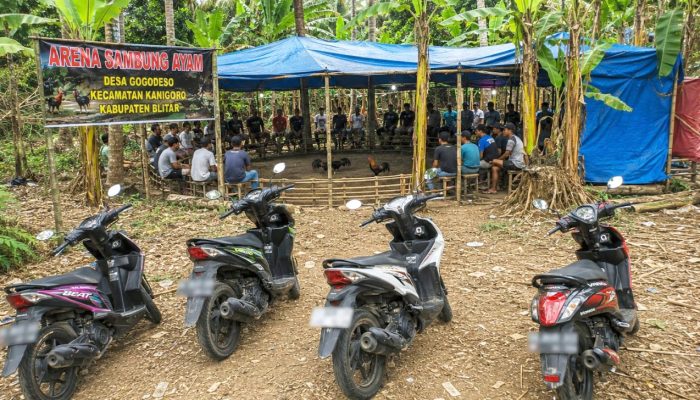 Dugaan Judi Sabung Ayam di Gogodeso Blitar, Aktivitas Disebut Terang-terangan