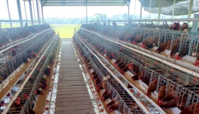 BUMDesa Kaliombo Purwosari Bojonegoro Produksi 100 Kg Telur Sehari