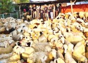 Kisah Sukses Aringga, Anak Muda Bojonegoro Taklukkan Bisnis Domba