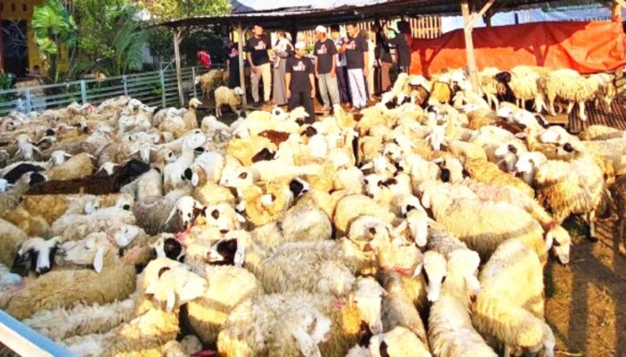 Kisah Sukses Aringga, Anak Muda Bojonegoro Taklukkan Bisnis Domba