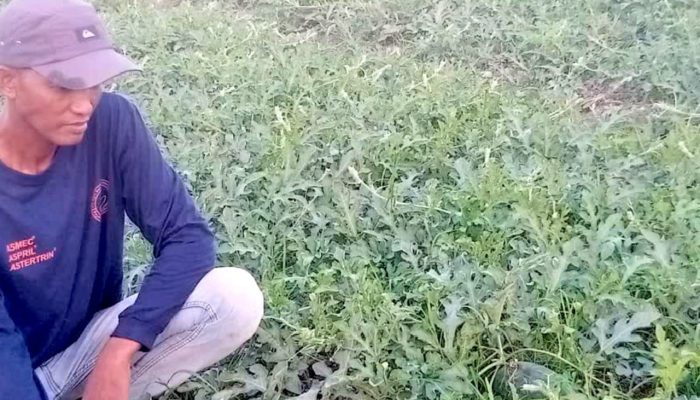 Harapan Baru Petani Jubellor Sugio Lamongan, Panen Semangka Diprediksi Melimpah