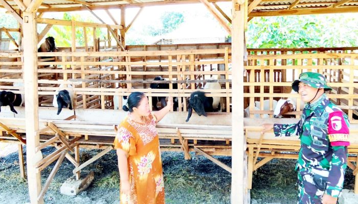 Aksi Humanis TMMD 129 Bojonegoro, Babinsa Kesongo Datangi Peternak Kambing
