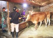 Peternak Antusias, TMMD Bojonegoro Gandeng Disnakkan Periksa 278 Sapi, Kambing dan Domba