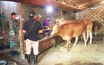 Peternak Antusias, TMMD Bojonegoro Gandeng Disnakkan Periksa 278 Sapi, Kambing dan Domba