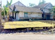 Rp39 Ribu per Kilo, Harga Tembakau di Kedungadem Bojonegoro Menggembirakan