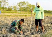 Serda Rizky Turun Sawah, Bukti TNI di TMMD Bojonegoro Dekat dengan Petani
