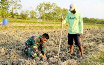 Serda Rizky Turun Sawah, Bukti TNI di TMMD Bojonegoro Dekat dengan Petani