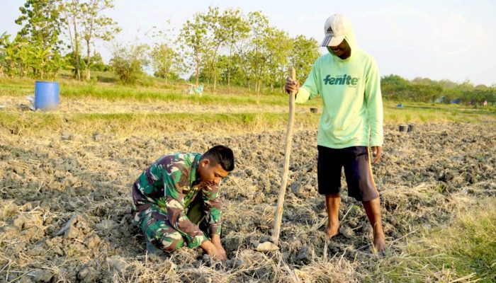 Serda Rizky Turun Sawah, Bukti TNI di TMMD Bojonegoro Dekat dengan Petani