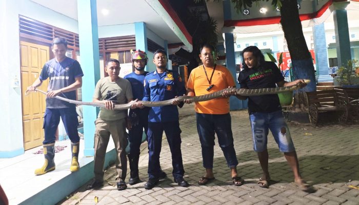 King Kobra 4 Meter Nyelonong ke Rumah Warga Tondomulo Bojonegoro, Petugas Damkarmar Gercep